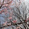 幻の京都旅行～春よ、来い