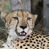 チーター(Cheetah)の午餐