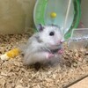 しろあん105日目