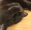 今日の黒猫モモさんの動画－６０