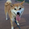 勝負の運命の柏レイソル戦のまえに