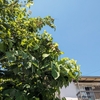 今日の日中は晴れ？久しぶり！気温早朝１５℃、日中は２５℃の夏日！