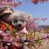 続・ご近所の河津桜 in 2018 
