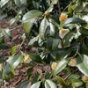 韓国語の予習　植物園に散歩　トランプの独裁者ぶりに？