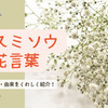 カスミソウ（学名: Gypsophila）は、ナデシコ科の多年草で、小さくて白やピンクの花をたくさん咲かせる植物です。兵庫県でカスミソウを購入したり栽培したりする場合、以下の場所や方法が考えられます。