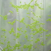 Wolffia arrhiza