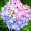 散歩道の紫陽花が幸せそうで幸せ♡
