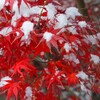 紅葉と雪のコラボ