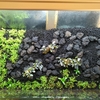 水草にも差し色を やさしい炭酸水水草トリートメント 右手にミクロソリウム左手にマヨネーズ 水草にも差し色を やさしい炭酸水水草トリートメント 右手にミクロソリウム左手にマヨネーズ