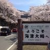 琵琶湖の桜ピークでした。