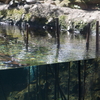クサガメ Mauremys reevesii