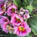 おもしろいセミナー講師の花ブログ