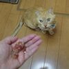 猫のトムさんがご飯を食べなくなった（汗）・・・・？→ブースト