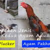 Perbedaan Jenis Ayam Aduan Plucker Dengan Ayam Pakhoy
