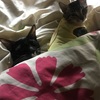 2匹仲良く寄り添う猫