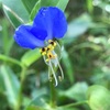 月草の露青空を煌めかす（あ）