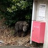 ぎゃーっ！！熊とおもきや鹿！！？