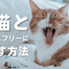 愛猫と一緒に引越しどうする？我が家はこうやってストレスフリーに引越しました