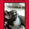 猫をもとめて２