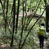 立秋の三辻山遊山　落葉