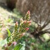 あいかわ公園　山野草図鑑　夏　赤系の花