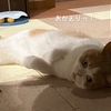 雨田甘夏、バイタルです。【猫と健康と幸福事情】