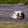 隣市南離島のねこさん