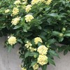 Lantana