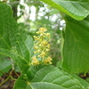 これでカエデの花