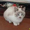 猫兎猫ちゃんねる-にゃんとにゃん-nyan to nyan-　その49