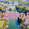 4K ドローン空撮『桜満開』DJI Japan cherry blossom 三ツ池公園 