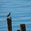 アメリカササゴイ Green Heron