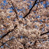  近所の桜