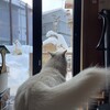 雪と戯れる日々の情景