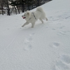 たっぷりのお散歩のワケは…❓