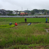 もち米田植え