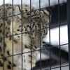 円山動物園に出向く その１