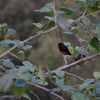 Scarlet-bellied Mountain Tanager アカハラヤマフウキンチョウ