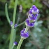 赤い角で威嚇するアゲハの幼虫！　　　Butterfly baby sticking out its red tentacles got angry　？