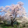 ４月２４日（土）今度こそ満開の桜ツーリング