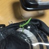 カマキリブログ再開