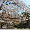 白野江の大寒桜