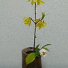 今日のお花：初嵐椿、連翹