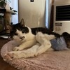 コタまたまた病院へ