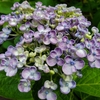 紫陽花／庭仕事は一旦終了だな、、、。