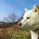 柴犬「ゆき」の写真記録