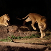 天王寺動物園　ハロウィンナイトZOO