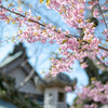 【宗吾霊堂】宗吾の河津桜 と AF-S NIKKOR 58mm f/1.4G March 2019
