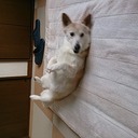 今日のカルビ家