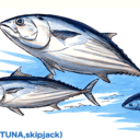 カツオの釣り方